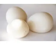 Noix de Tagua naturel