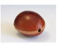 Oeil de boeuf marron